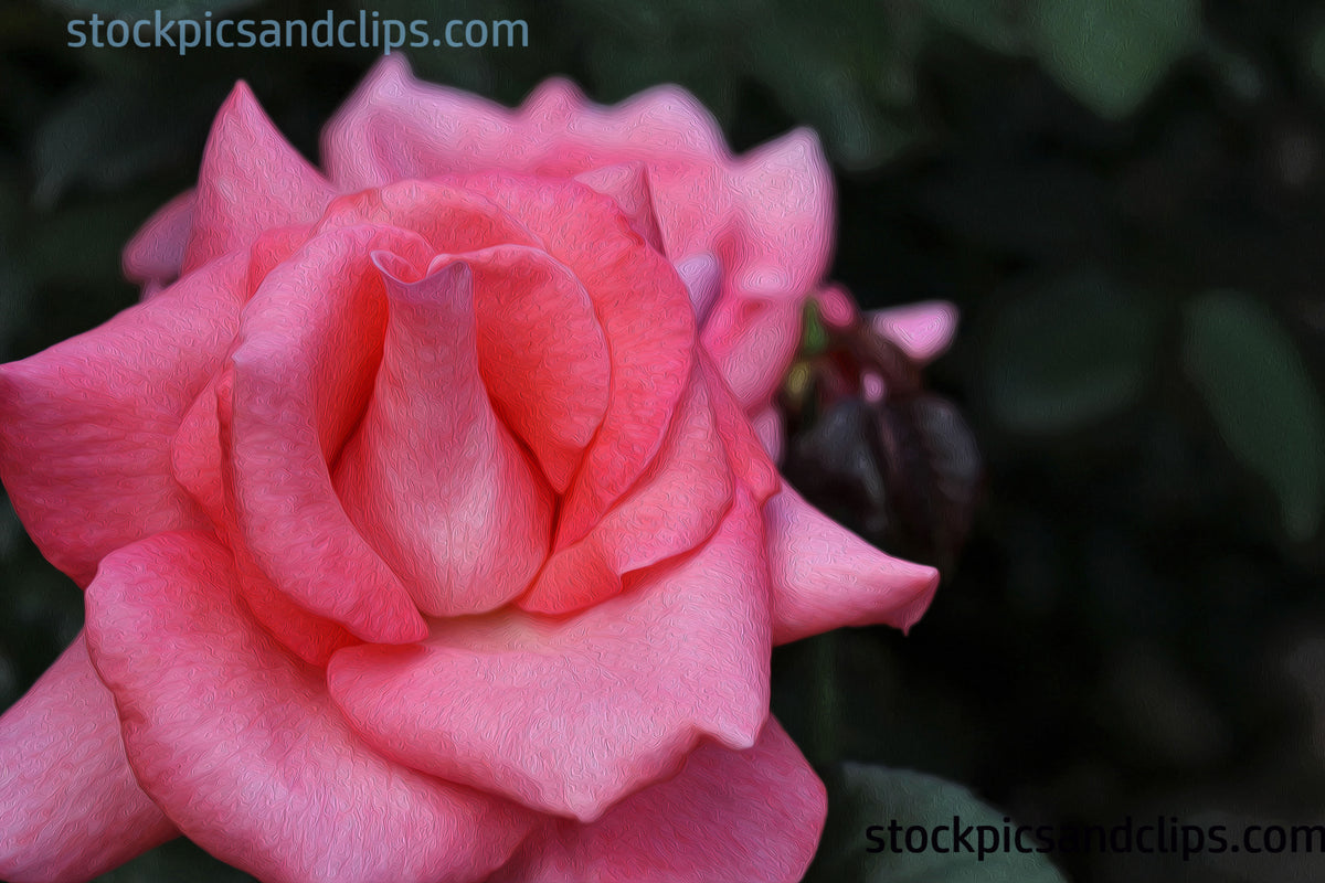 Rose Pink (Phainting) – StockPicsAndClips