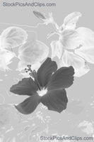 Flower, Hibiscus B&W