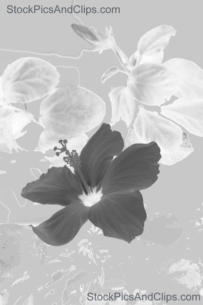 Flower, Hibiscus B&W