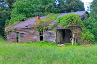 Abandoned Old Wood House Covered in Vines Tall Grass