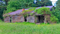 Abandoned Old Wood House Covered in Vines Tall Grass