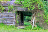 Abandoned Tin Roof and Vines
