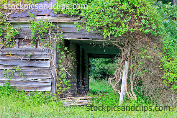 Abandoned Tin Roof and Vines