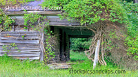 Abandoned Tin Roof and Vines