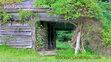 Abandoned Tin Roof and Vines