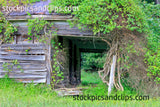 Abandoned Tin Roof and Vines
