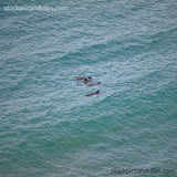 Animal Dolphin in the Pacific (IV) 72 dpi