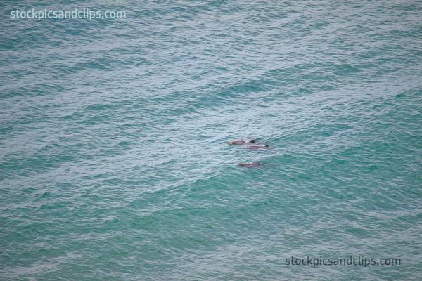 Animal Dolphin in the Pacific