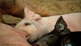 Animal Piglets Feed from Live Sow