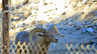 Animal Ram Zoo Life