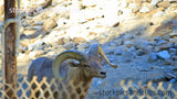 Animal Ram Zoo Life