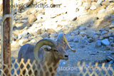Animal Ram Zoo Life