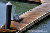 Animal Seal San Francisco