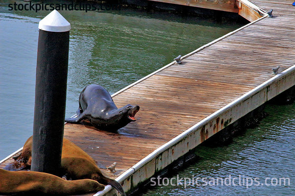 Animal Seal San Francisco