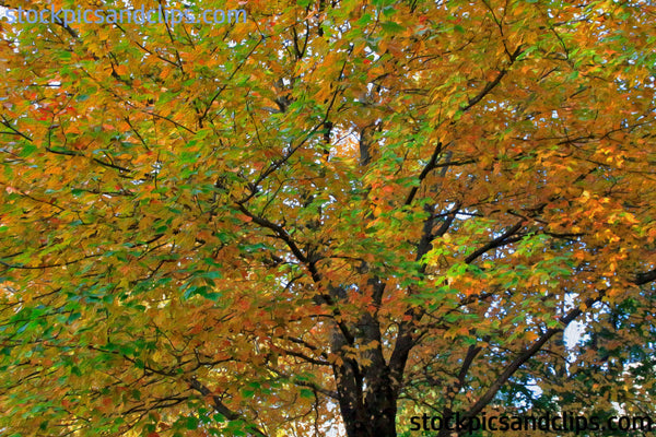 Autumn Colors Phainting 6'x 4'