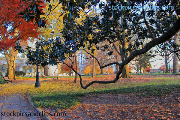 Autumn Colors, City Park (Phainting)