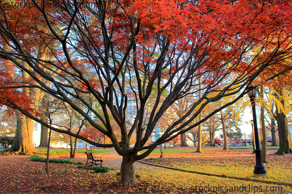 Autumn Colors Nash Square Raleigh North Carolina Cropped