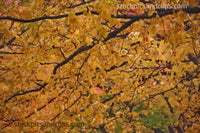 Autumn Colors