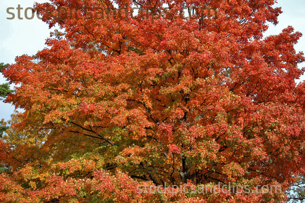 Warm Autumn Colors