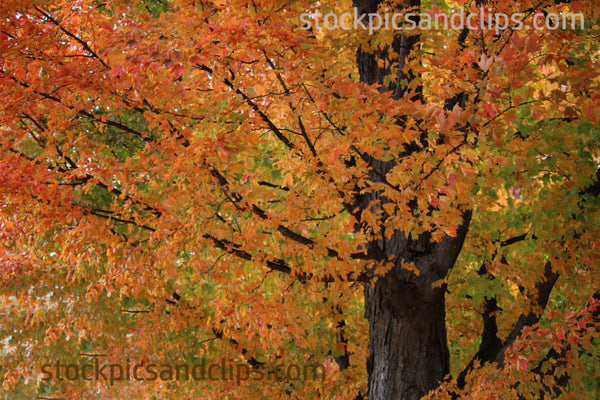 Autumn Tree