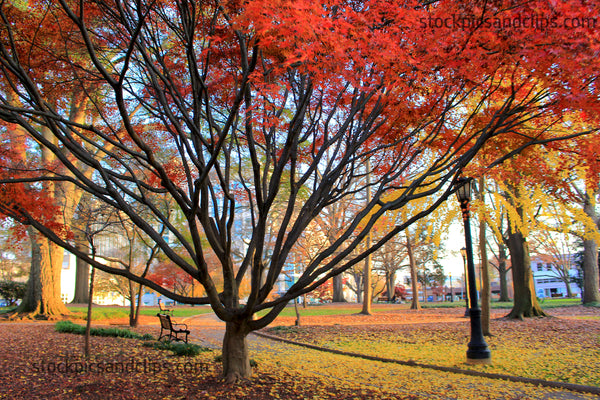 Autumn Colors Nash Square Raleigh North Carolina