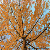 Autumn Colors Nash Square Raleigh North Carolina ("Phainting")
