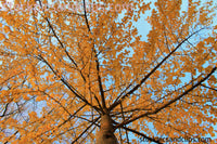 Autumn Colors Nash Square Raleigh North Carolina ("Phainting")