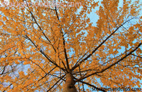 Autumn Colors Nash Square Raleigh North Carolina ("Phainting")