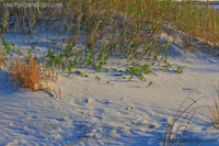 Beach Landscape