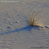 Beach Sand and Grass (72dpi)