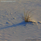 Beach Sand and Grass (72dpi)