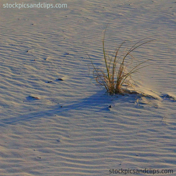 Beach Sand and Grass (72dpi)