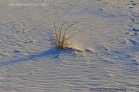 Beach Sand and Grass