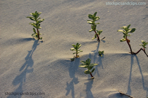 Beach Sand