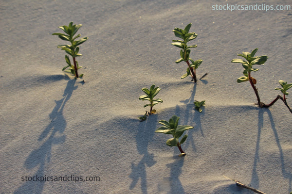 Beach Sand III