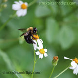 Bee on Flower