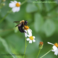 Bee on Flower