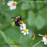 Bee on Flower