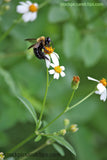 Bee on Flower