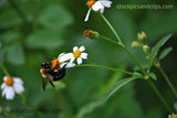 Bee on Flower