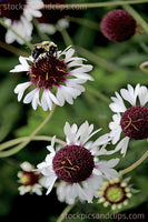 Bee on Flower Working for Pollen