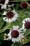 Bee on Flower Working for Pollen