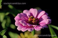Bee on Flower Pink Green & Gold Black