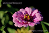 Bee on Flower Pink Green & Gold Black