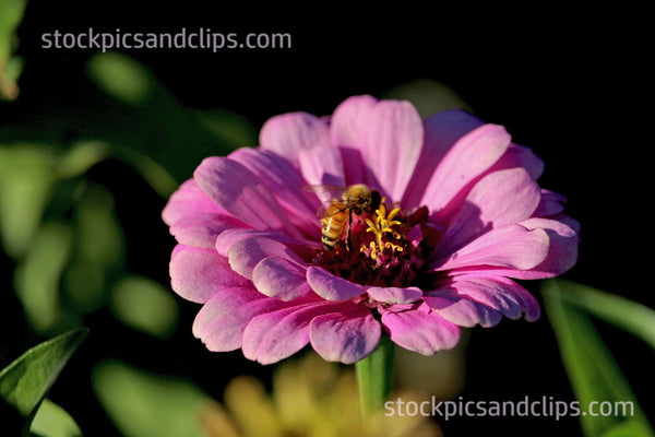 Bee on Flower Pink Green & Gold Black