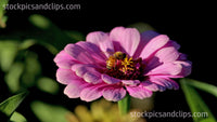 Bee on Flower Pink Green & Gold Black