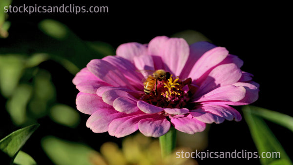 Bee on Flower Pink Green & Gold Black