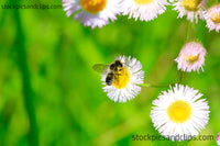 Bee on Wildflower Close-up