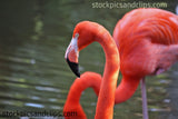 Bird Flamingo Flipped