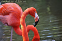 Bird Flamingo